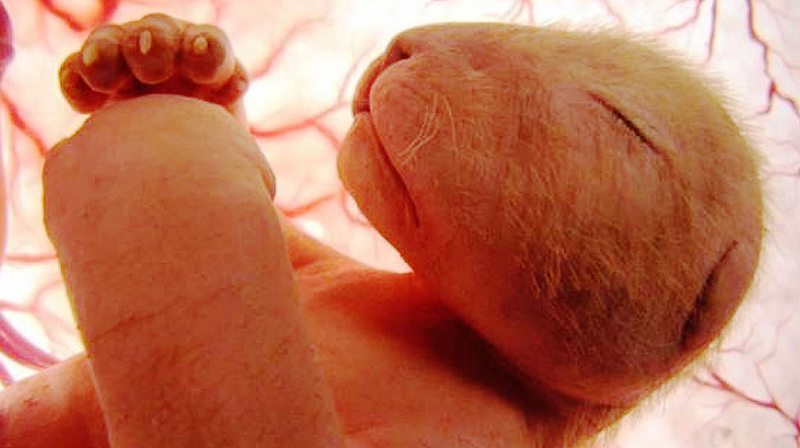 lionceau uterus lionne