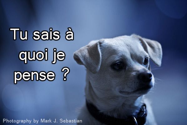 Chien qui parle