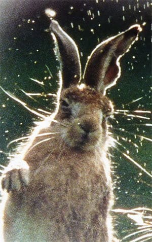 photo lapin