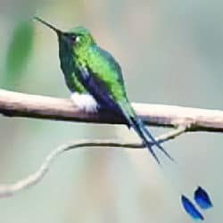 colibri queue raquette
