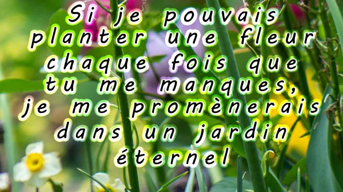 Si je pouvais planter une fleur chaque fois que tu me manques, je me promènerais dans un jardin éternel