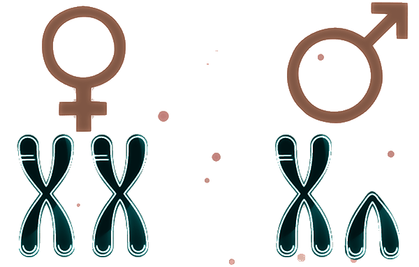 Gènes masculins et féminins