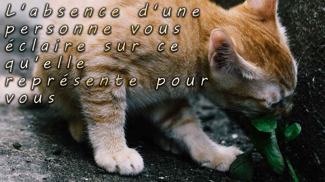L'absence d'une personne vous éclaire sur ce qu'elle représente pour vous
