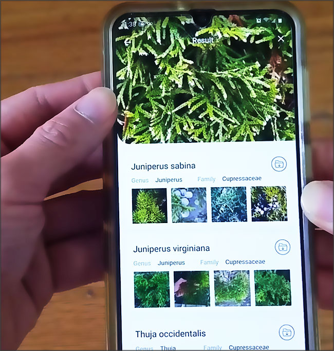LeafSnap Application