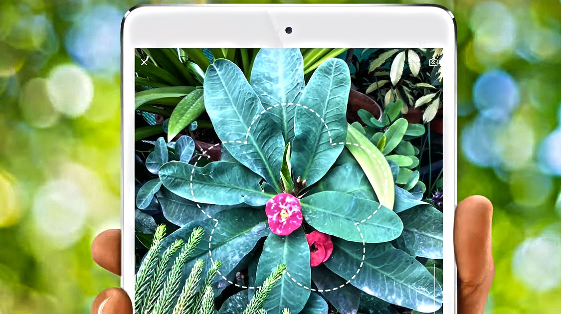 application de reconnaissance de plantes