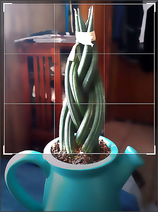 plantsnap-application-gratuite