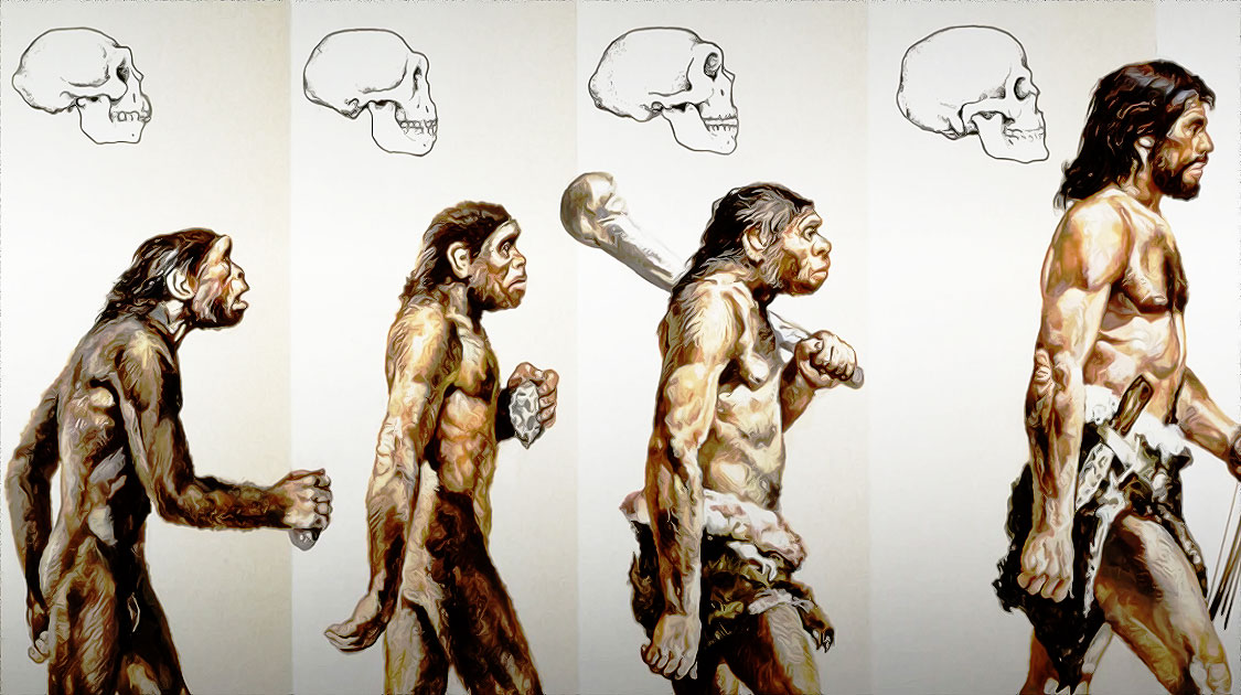 evolution de lhomme