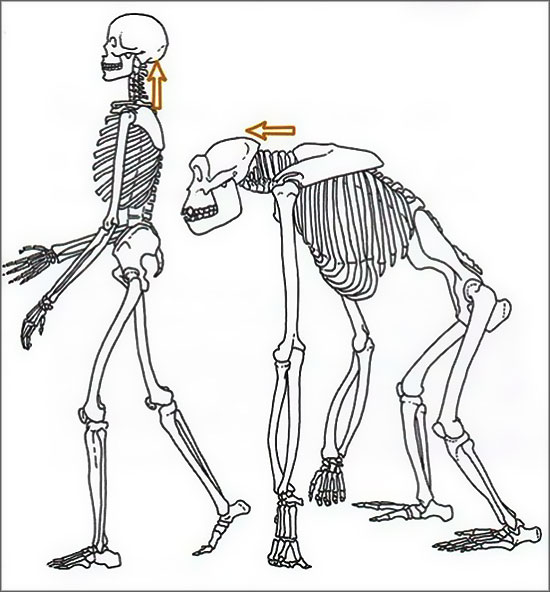 Différence ossature homme / chimpanzé