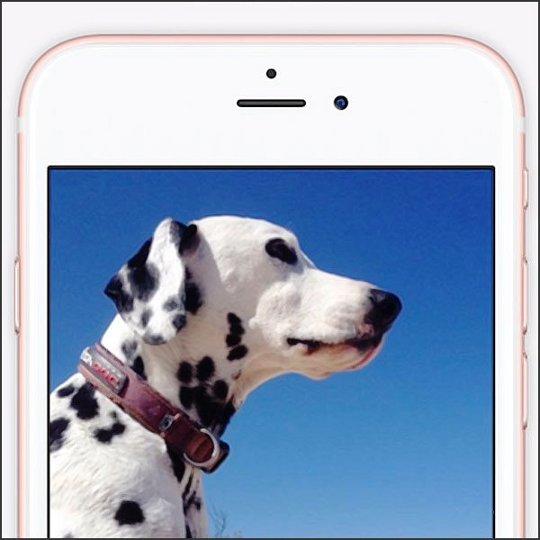 photo profil dun chien sur site de rencontre