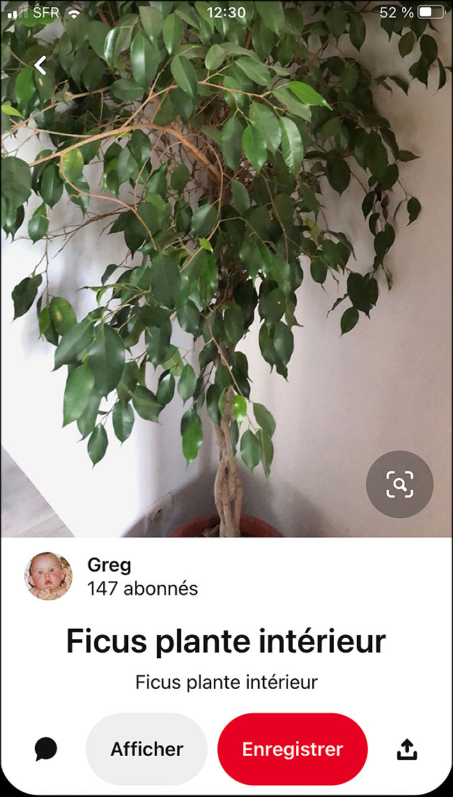ficus sur pinterest