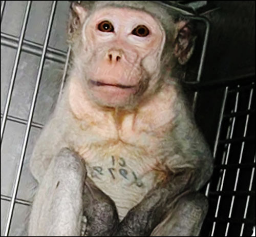 Singe de laboratoire