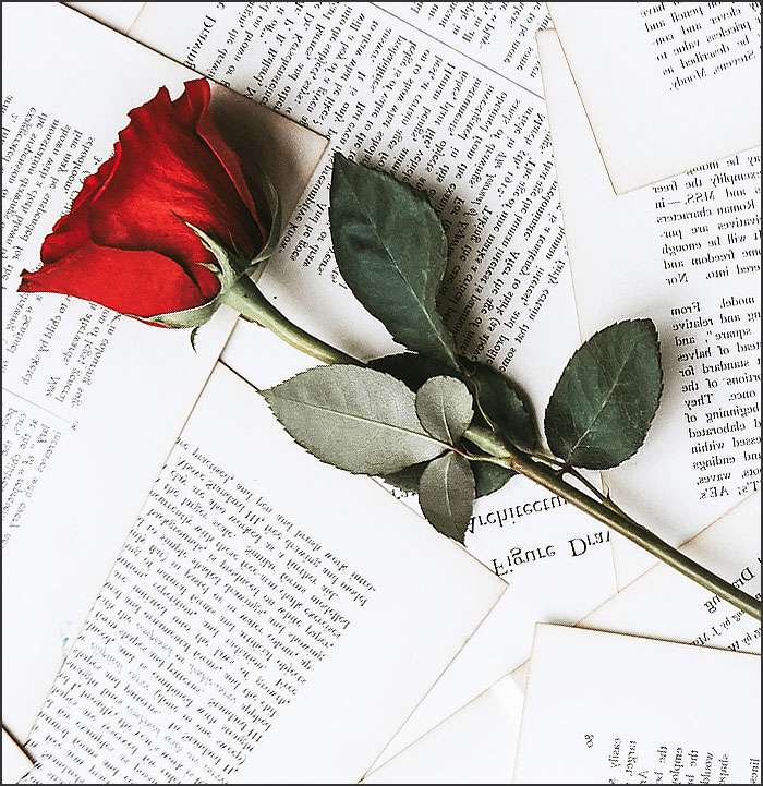 une rose rouge