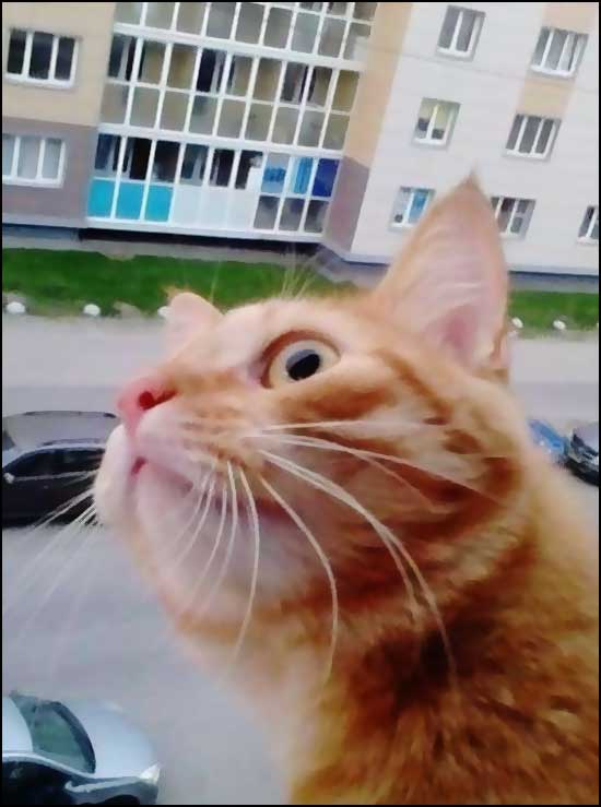 chat espionne sur sa fenetre