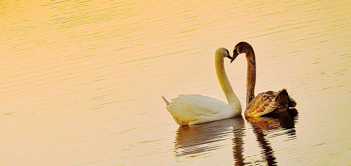 deux cygnes amoureux