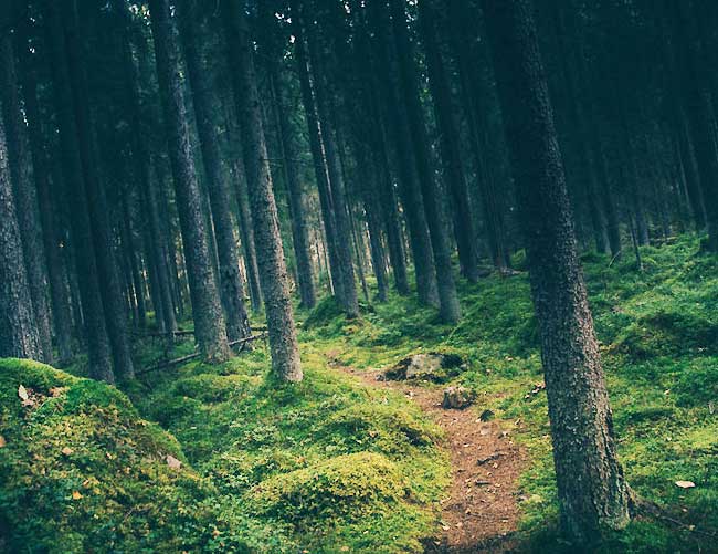 chemin isole dans la foret