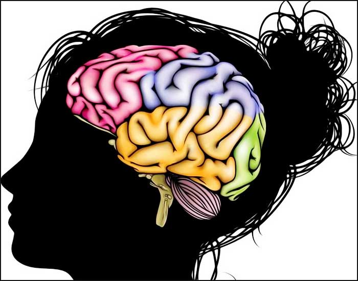 cerveau adolescente